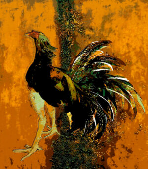 Orange Rooster